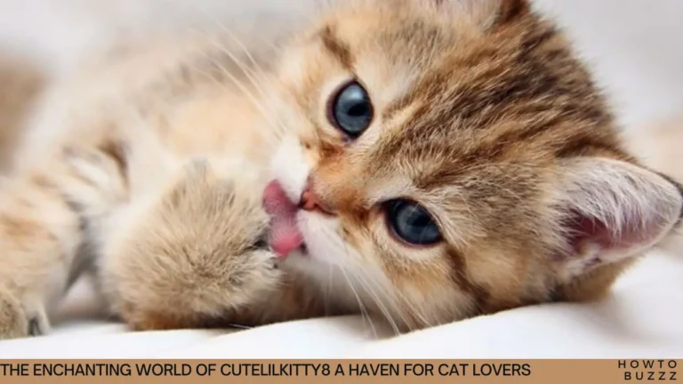 The Enchanting World of CuteLilKitty8 A Haven for Cat Lovers
