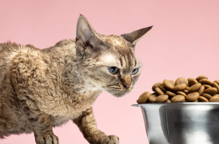 Understanding Cat Foods for Sensitive Stomach
